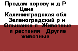 Продам корову и.д.Р › Цена ­ 35 000 - Калининградская обл., Зеленоградский р-н, Ольшанка п. Животные и растения » Другие животные   